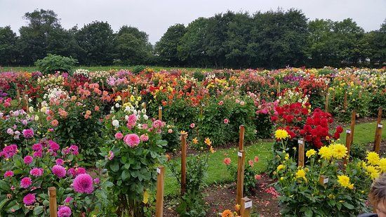 National Dahlia Collection